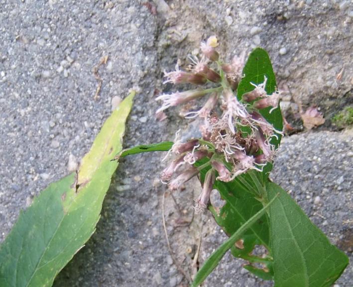 rosa blütenreste.jpg