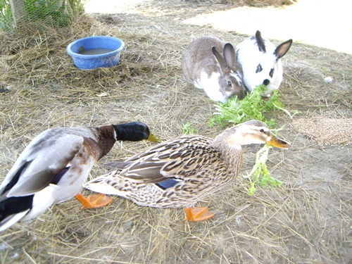Enten und Hasen