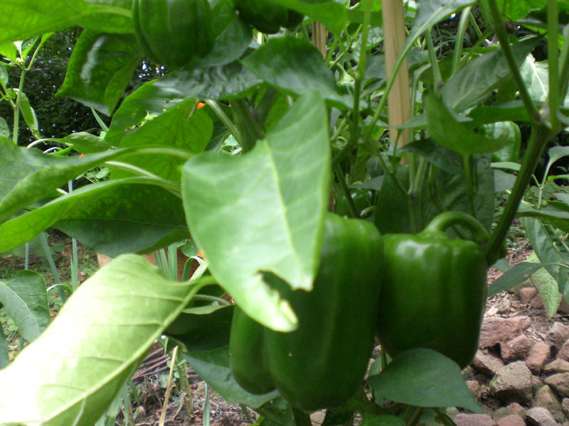 p2.JPG