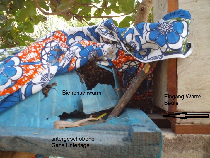 Bienen wollen nicht in ihr neues Haus.jpg
