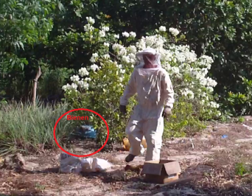 Bienen unter Bougainville.png