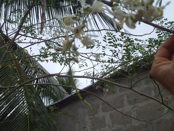 Super Bienenbaum Moringa.jpg