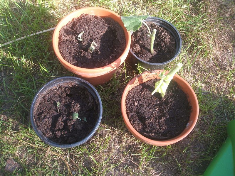 k-physalis_töpfchen.jpg