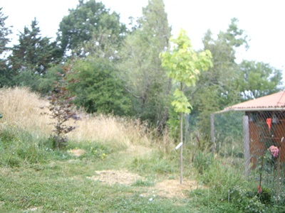 Blutbuche Juli 15.JPG