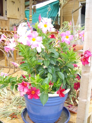 Dipladenia.JPG