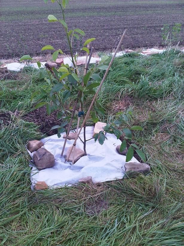 Walnuss mit Vlies - verkleinert.JPG