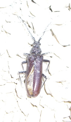 Riesenkäfer.JPG