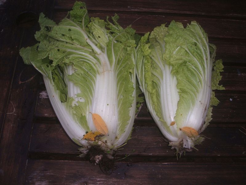 k-chinakohl.jpg