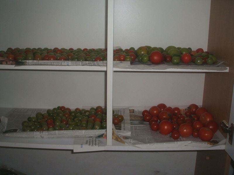k-tomaten.jpg