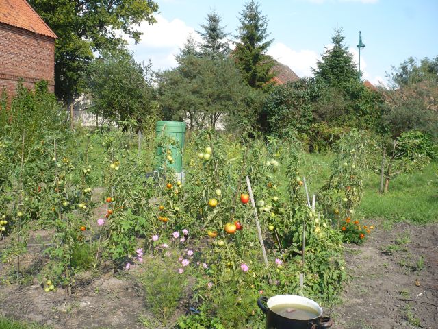 Tomaten Herbst 15.jpg