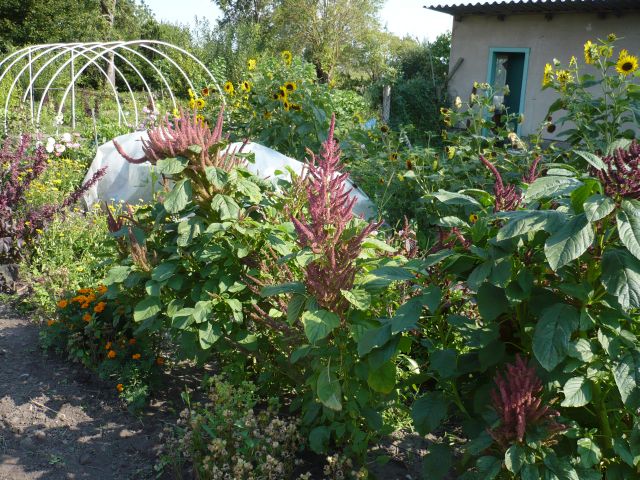 Amaranth und Folienzelte September 15.jpg