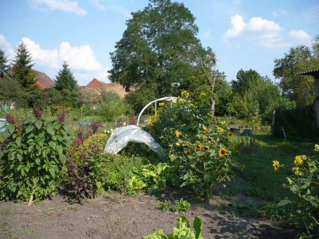 Folientunnel Aubis und Physalis.jpg