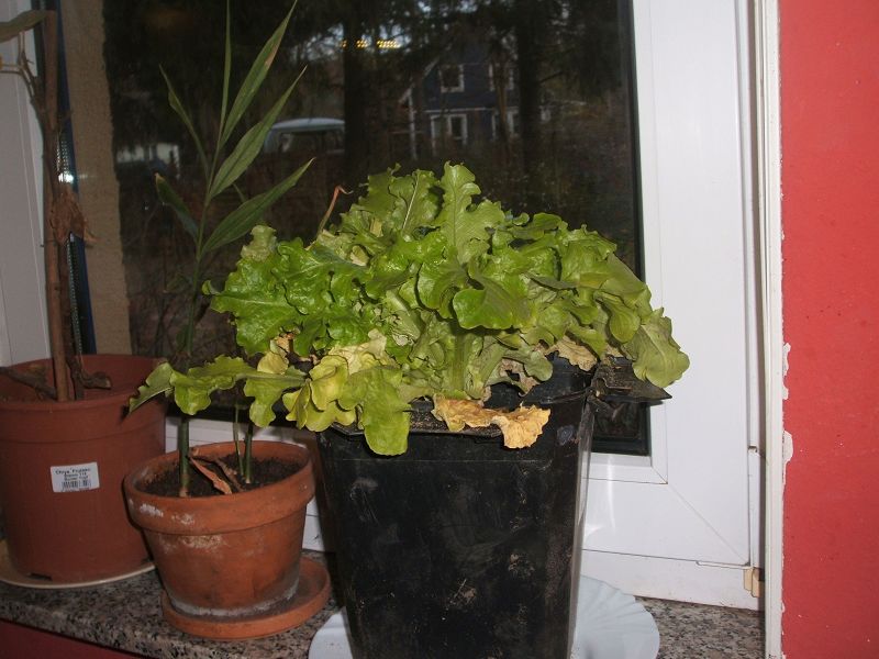 k-salat1.jpg