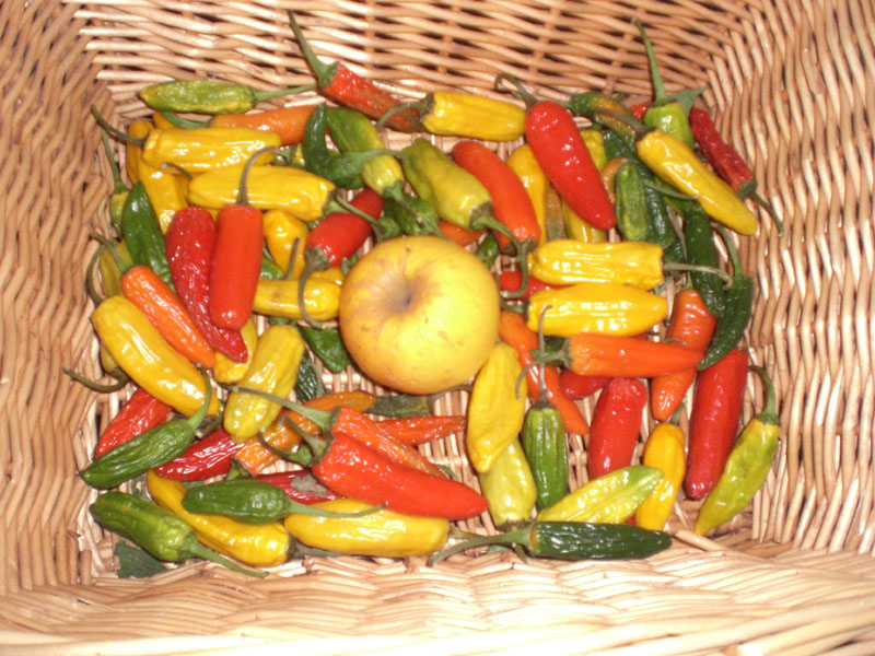 chili-nach1.JPG