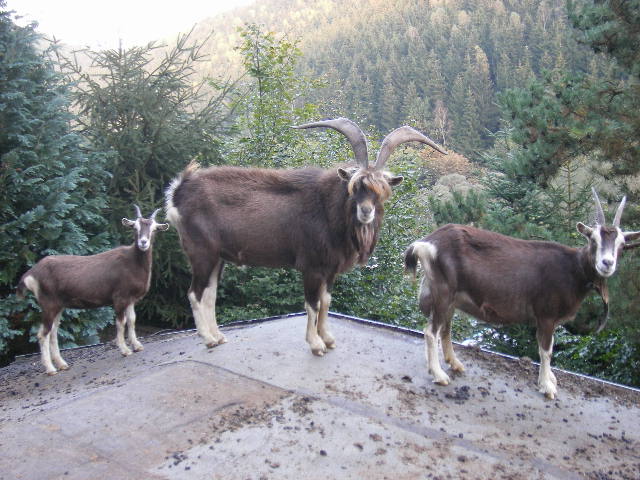 ziegen und bock