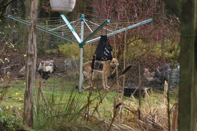 k-hühnerhund.jpg