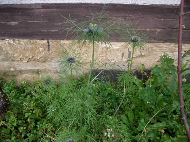 K640_blume1.JPG