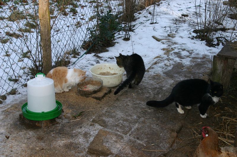 k-katzen.jpg