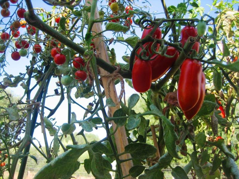 Tomaten 1.JPG