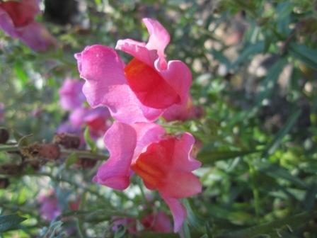 Blume1.jpg