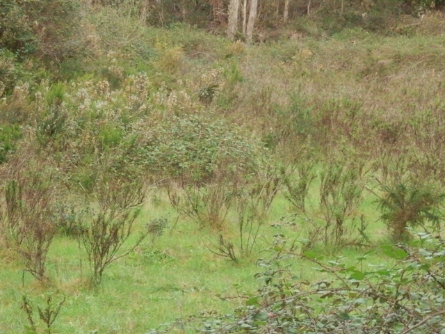 Kuhwiese mit anfangender Verholzung.JPG