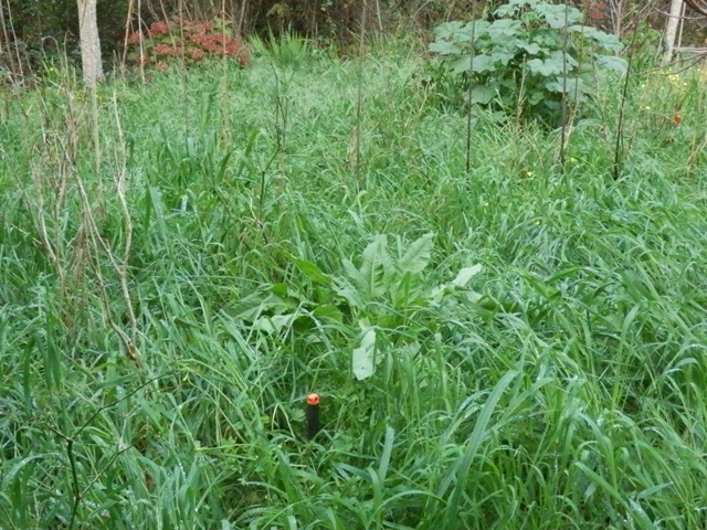 Gartenerde mit Verbesserung undt Gras.JPG