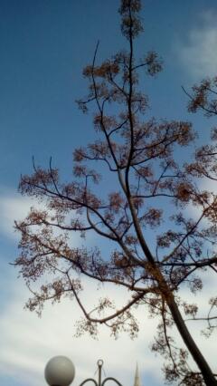 Baum Valetta!
