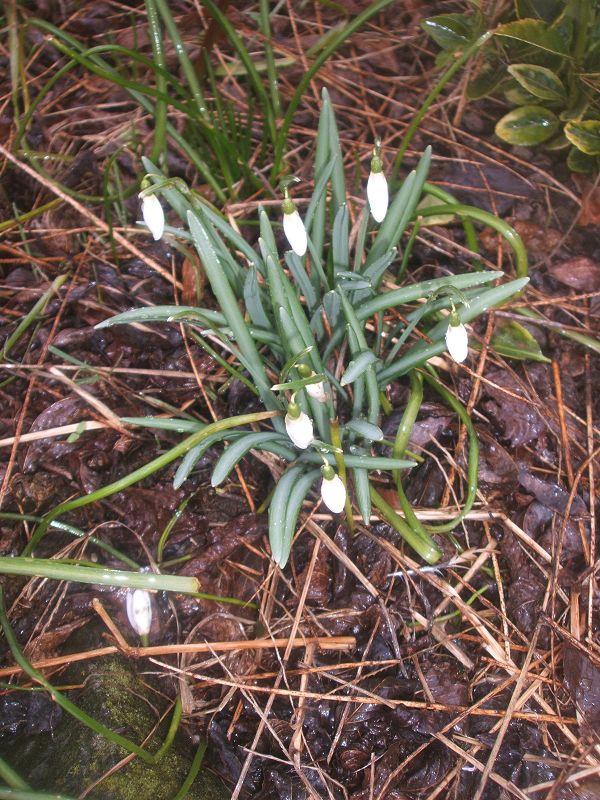 k-erste_blüten.jpg