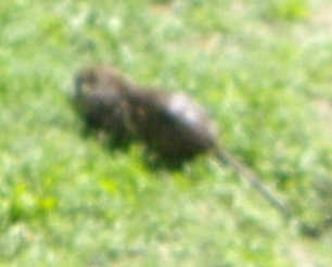 Nutria