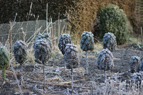 Grüenkohl_Rote_Palme.jpg