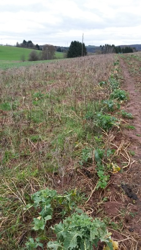 Wildacker Februar_klein.jpg