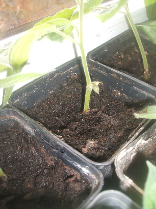 k-physalis.jpg