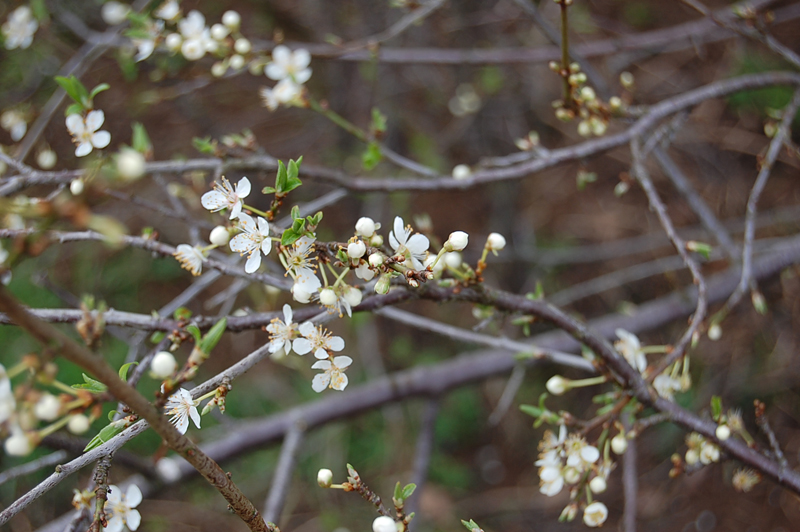 DSC_7913 kle.jpg