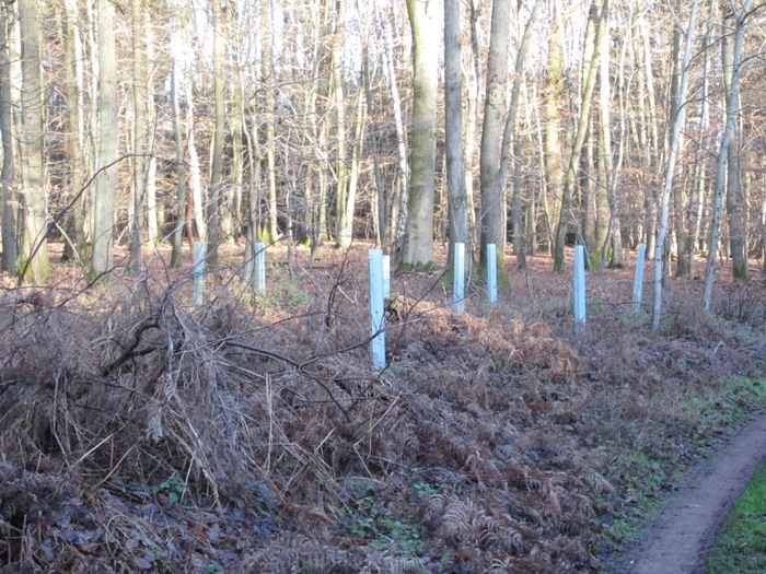 Wald 4.jpg