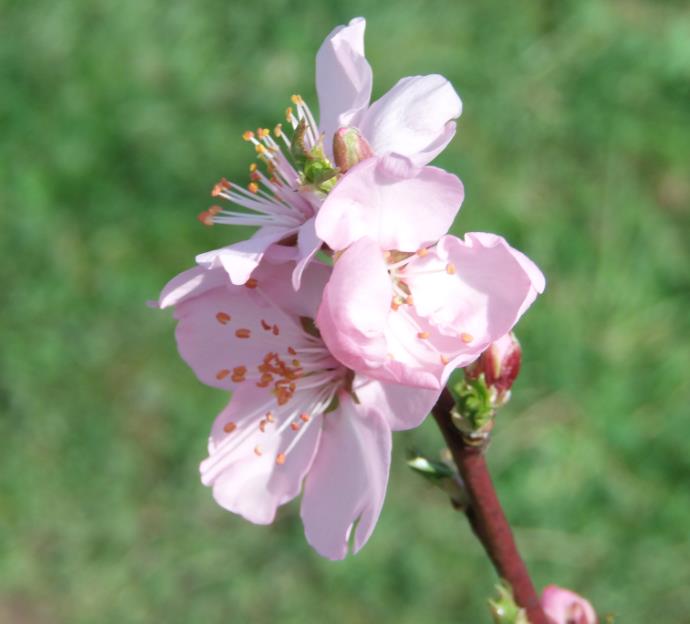 mandelblüte.jpg