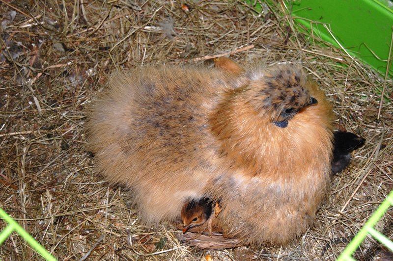 DSC_7952 kle.jpg