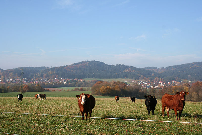 2011-11-06_2.jpg