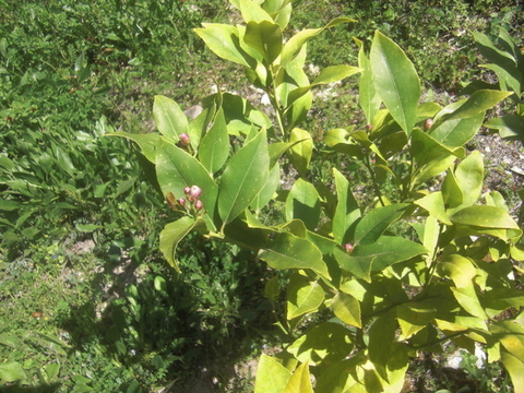 Zitrusblüte-001.JPG