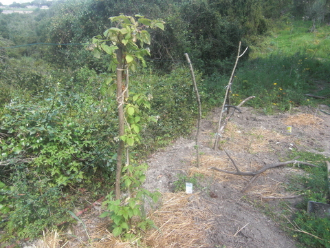 Himbeer-Spalier-001.JPG