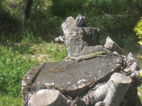 Eidechse an Olive-001.JPG