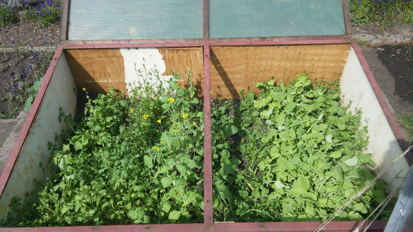Frühbeet_nach_20_Wochen.jpg