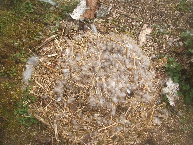 k-g_nest.jpg