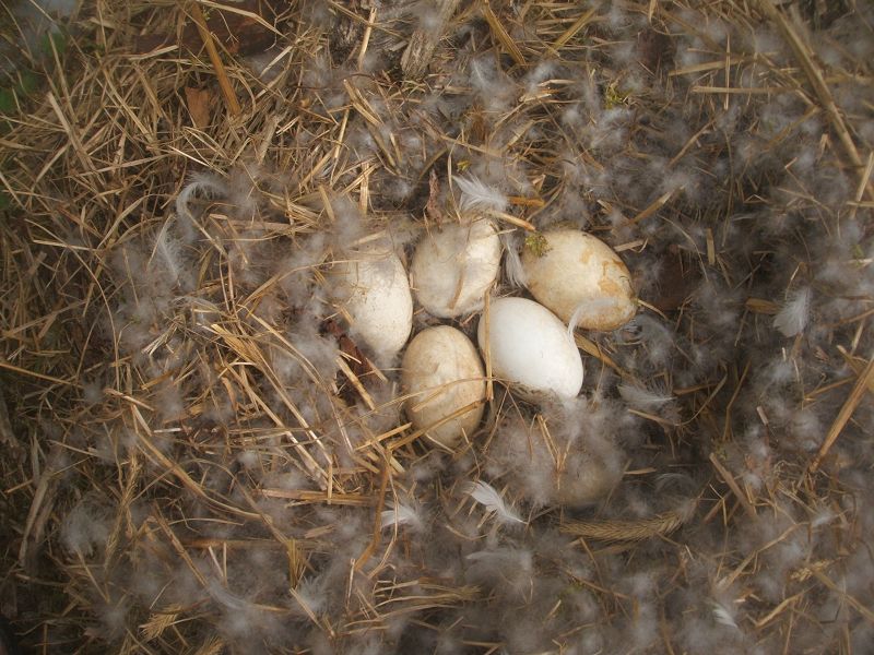 k-g_nest2.jpg