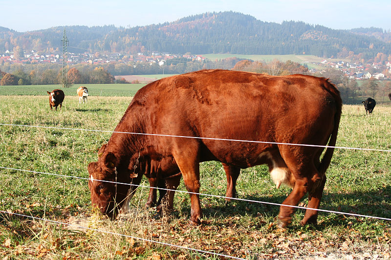 2011-11-06_4.jpg
