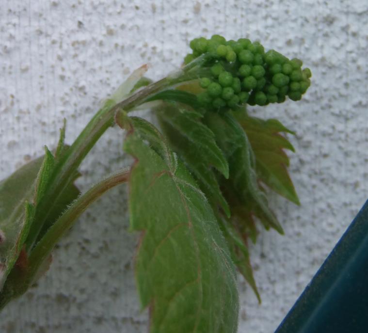 traubenblüte.jpg