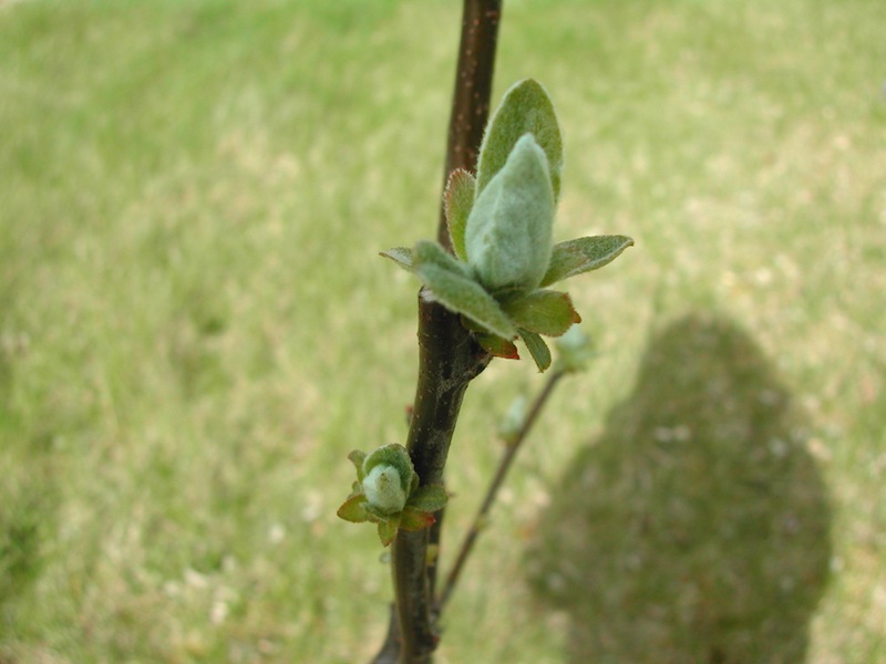 Quitte-Erster Frühling hier