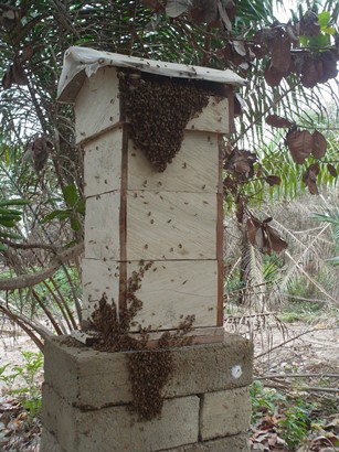 Bienenhaus busy.jpg
