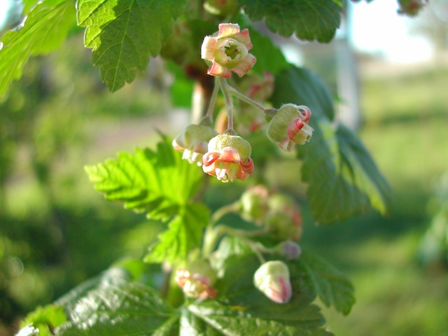 Schwarze Johannisbeere Blüten