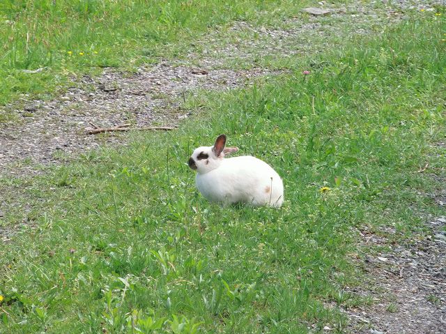hasi.JPG