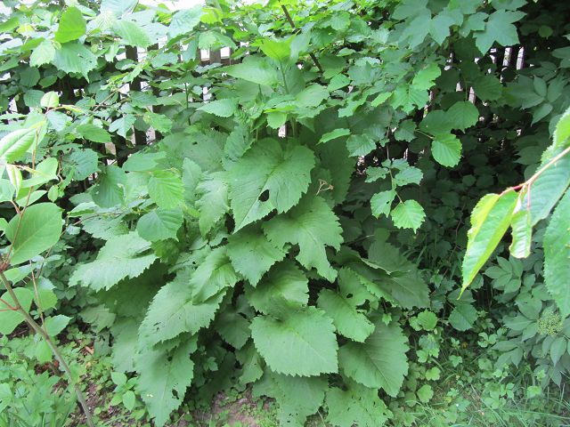 Der Zaun, den man durchs Dickicht sieht, hat so normale Zaunhöhe. Wenn er blüht, ist er noch n bisschen höher.